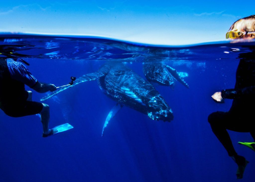 5 Best Whale Swim Tours in Ha'apai