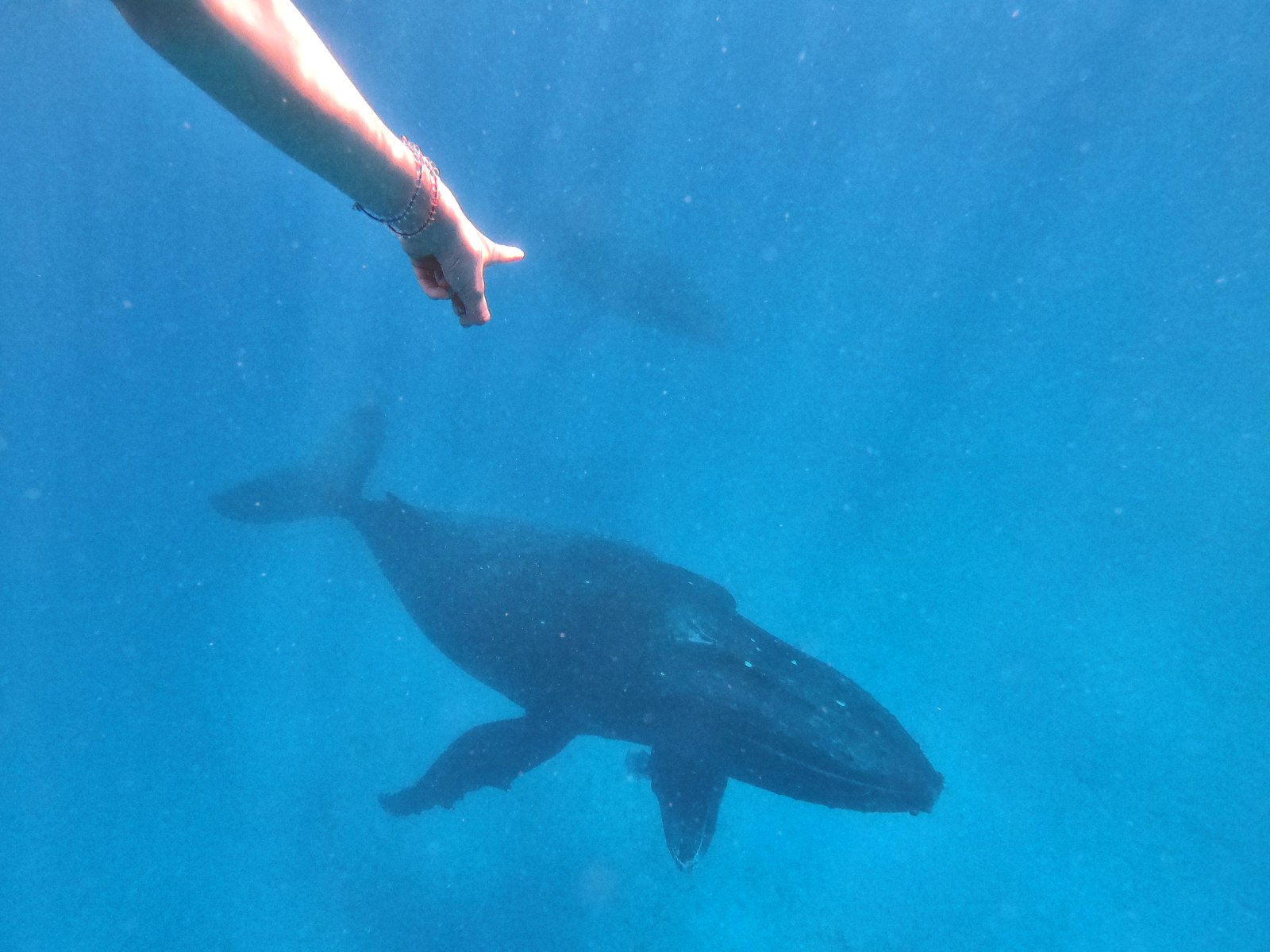 8 Best Whale Swim Tours on Tongatapu