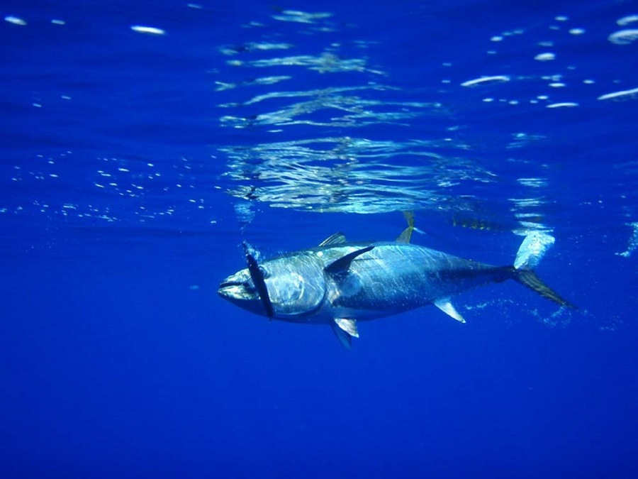 The Best Fishing Charters on Tongatapu