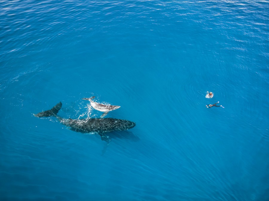 10 Photos That Will Make You Want to Swim with Whales in Tonga Now