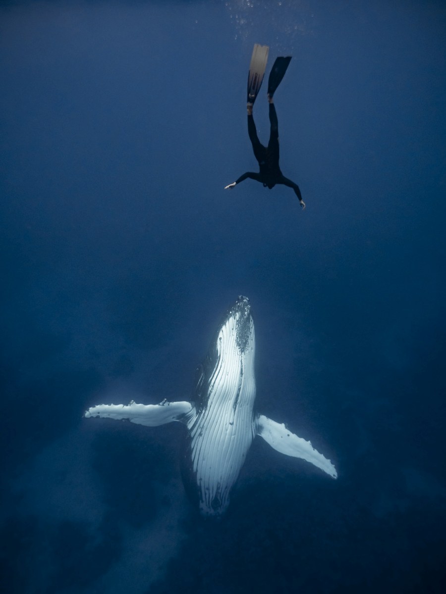 10 Photos That Will Make You Want to Swim with Whales in Tonga Now