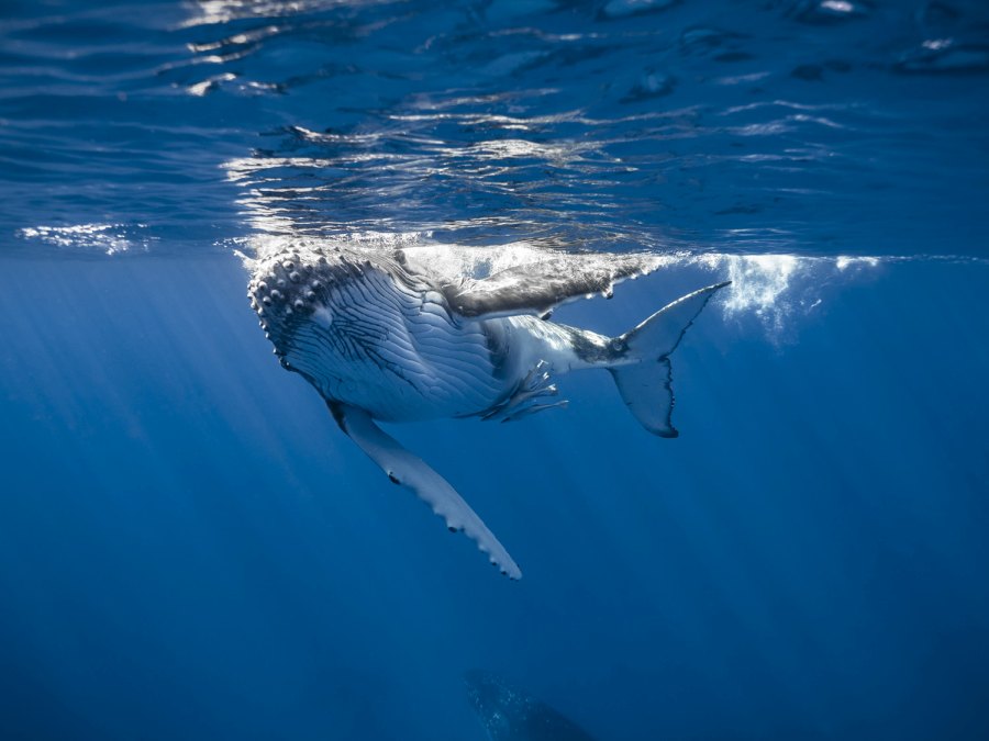 10 Photos That Will Make You Want to Swim with Whales in Tonga Now