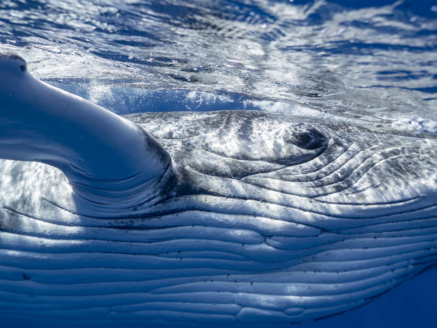 10 Photos That Will Make You Want to Swim with Whales in Tonga Now