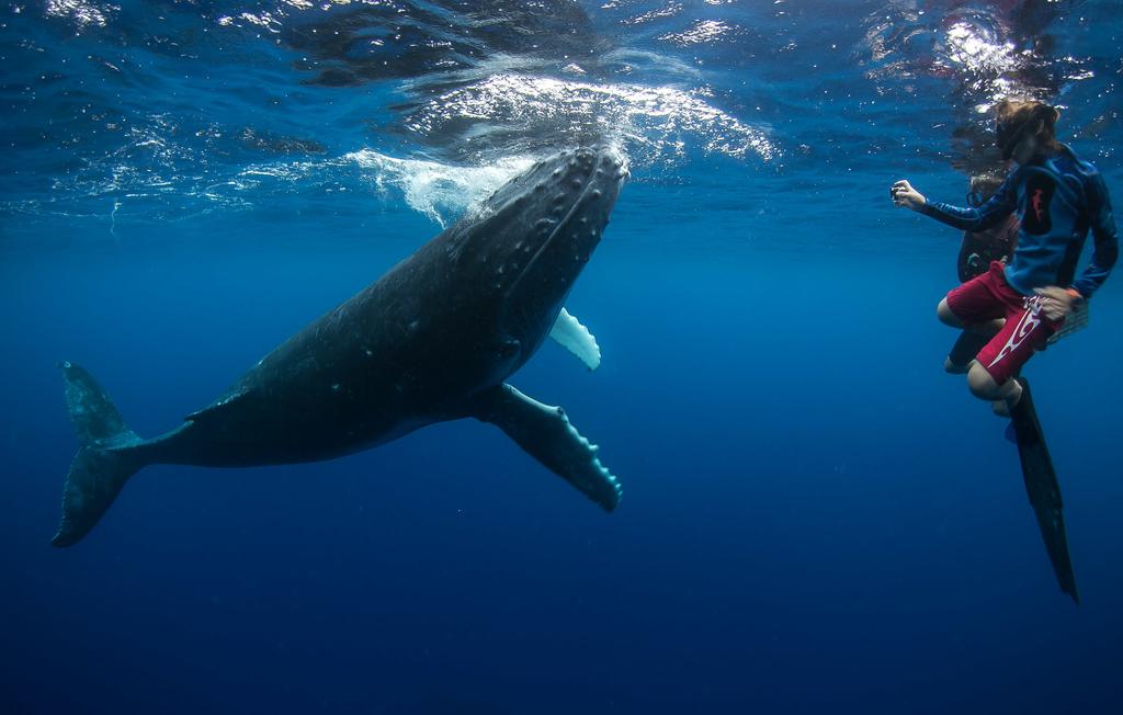 5 Best Whale Swim Tours in Ha’apai