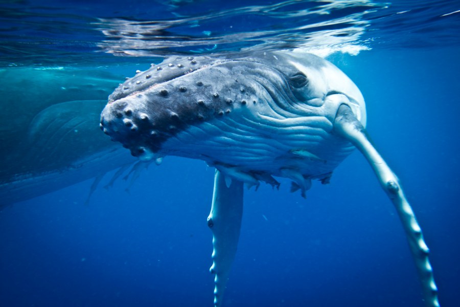 10 Best Whale Swim Tours in Vava’u