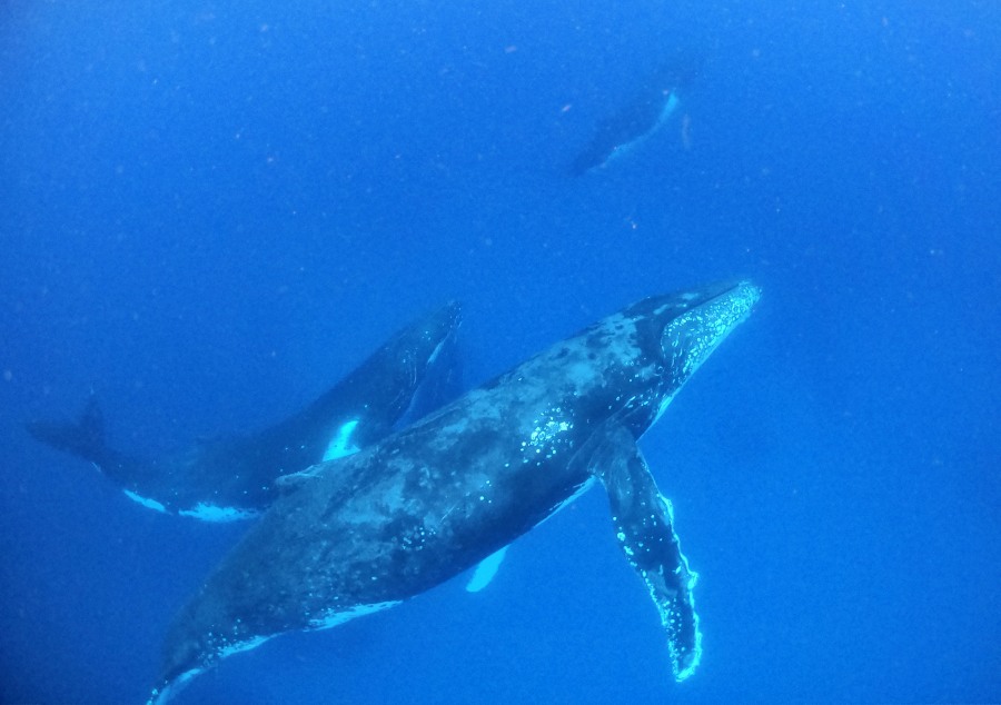 5 Best Whale Swim Tours in Ha’apai