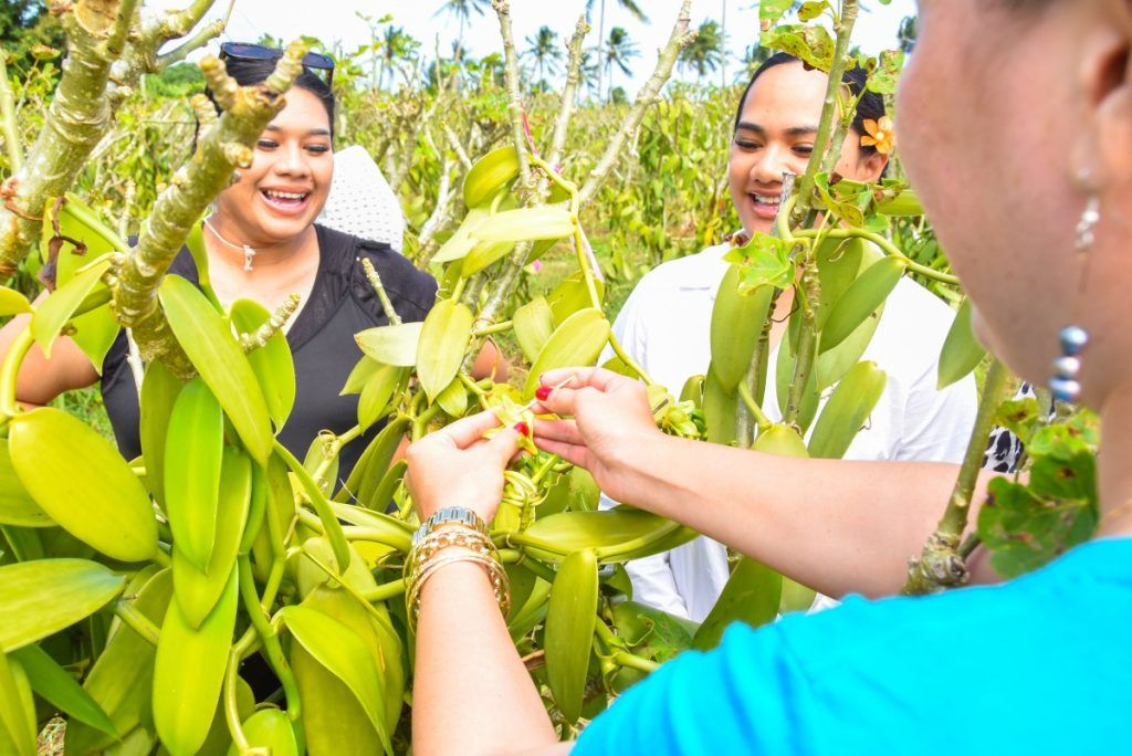 The Foodie Guide to Vava'u