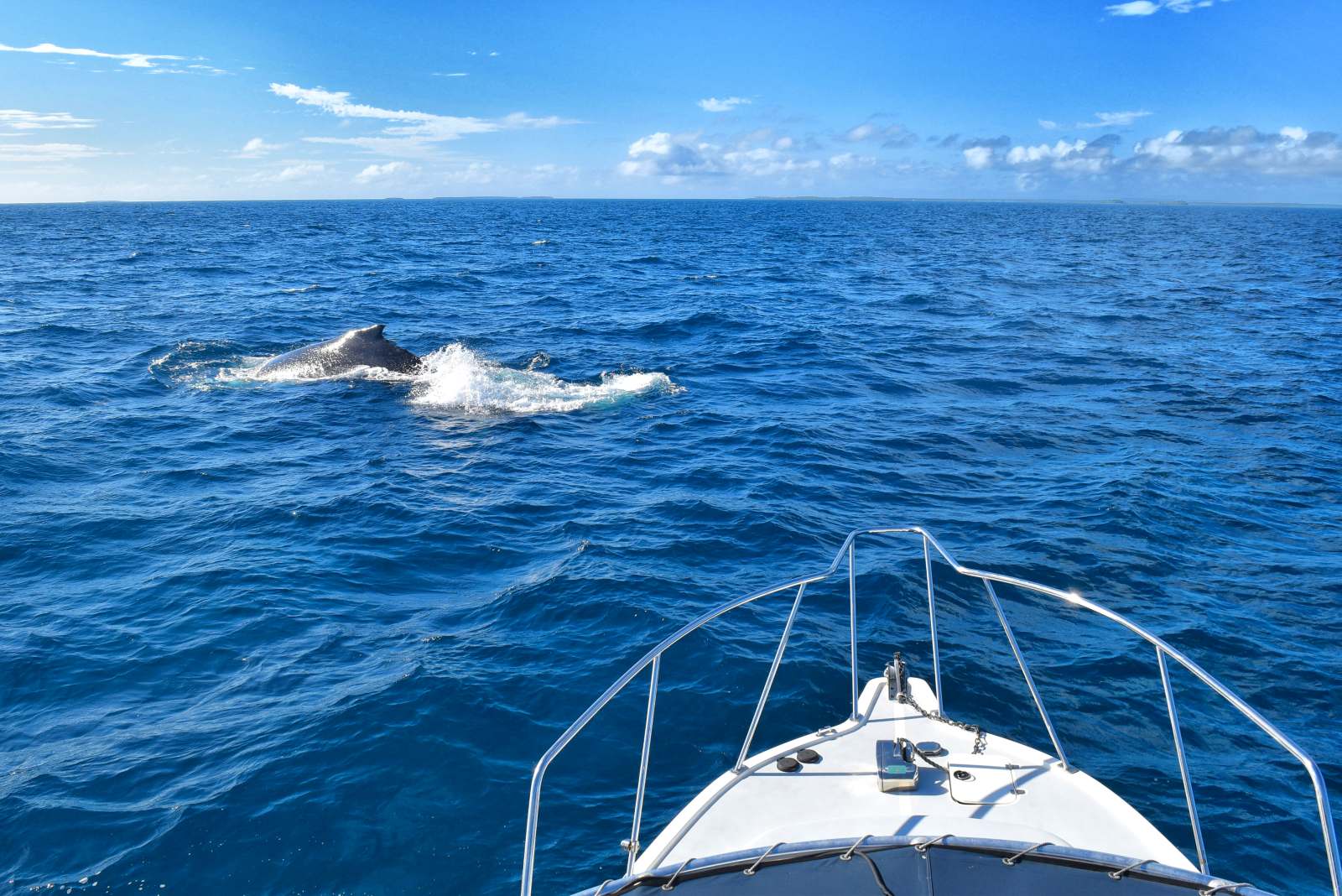 5 Best Whale Swim Tours in Ha’apai