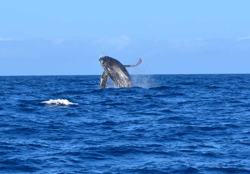 5 Best Whale Swim Tours in Ha’apai