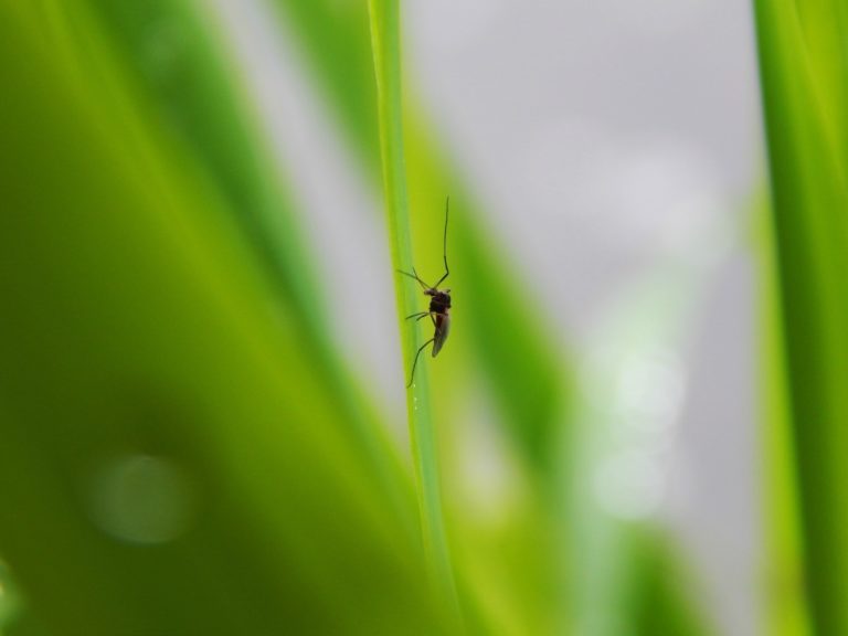 10 Ways to Avoid Mosquito Bites in Tonga