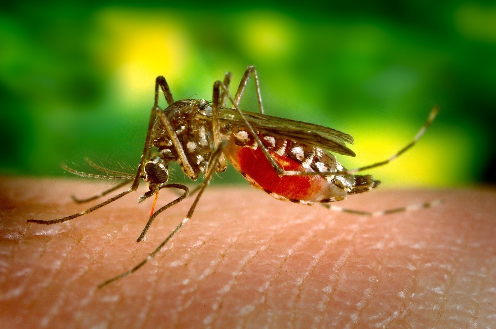 5 Ways to Treat Mosquito Bites