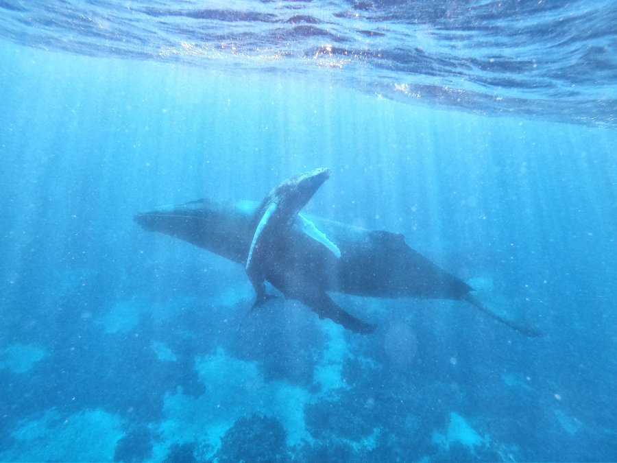 10 Best Whale Swim Tours in Vava’u