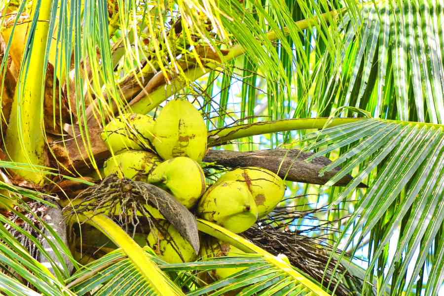 The 10 Largest Islands in Tonga