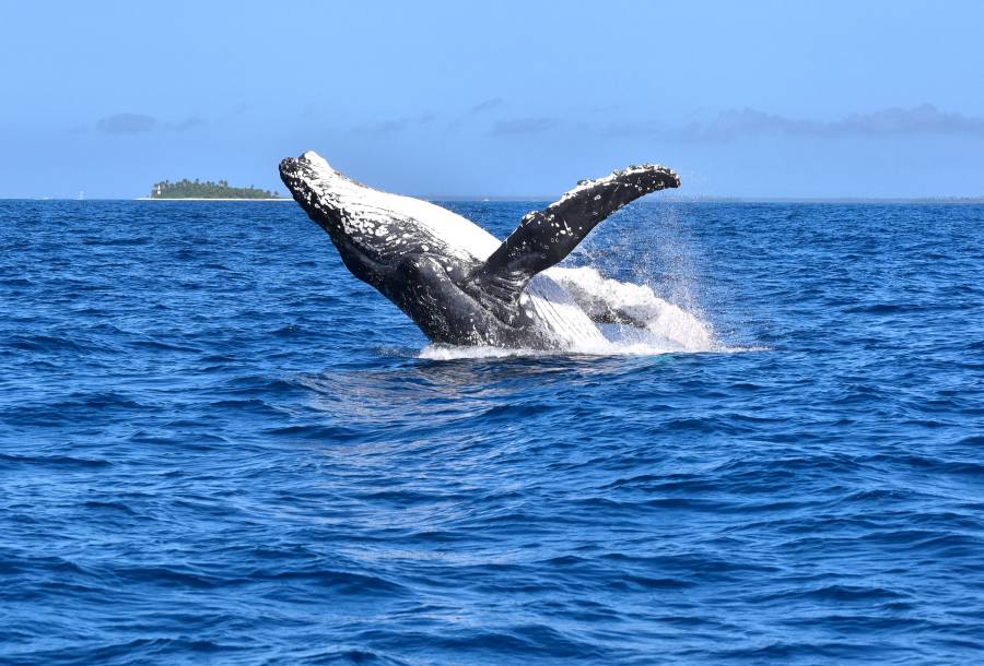 Fun Facts About Tonga for Kids