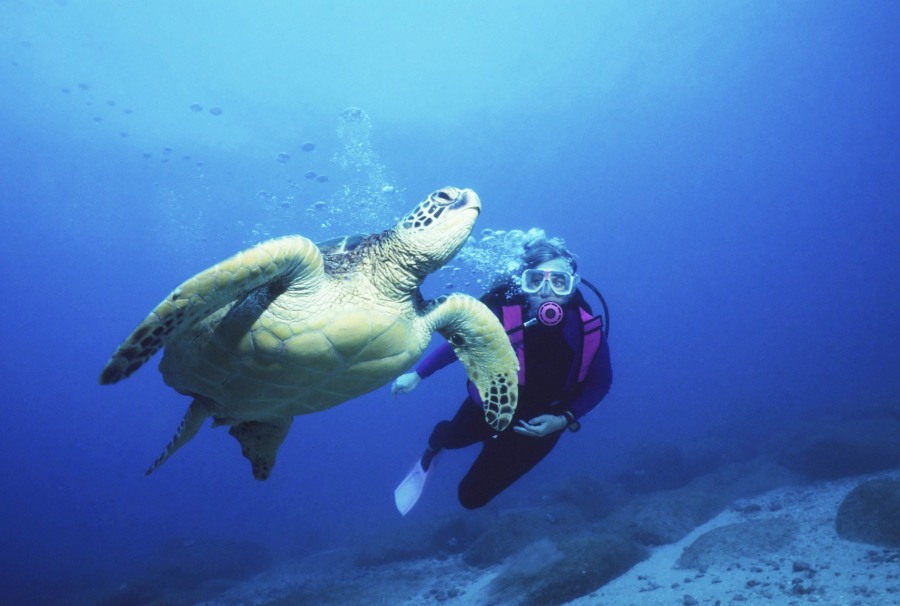 Turtle Small Mandatory Credit Tonga Ministry Of Tourism