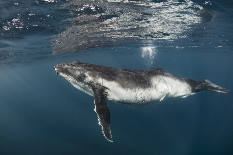 Is it Safe to Swim with Whales in Tonga?
