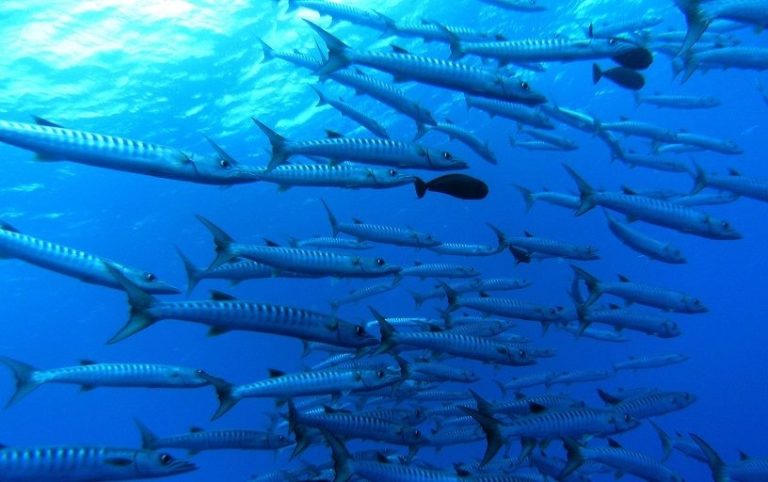 8 Fishing Tips for Tonga