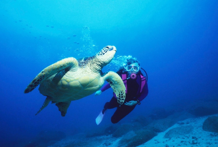 The Guide to Scuba Diving in Tonga