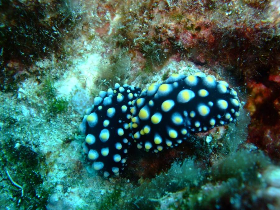 5 Best Dive Sites in Ha'apai