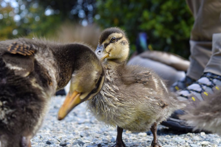 10 Animals & Birds Found in Tonga