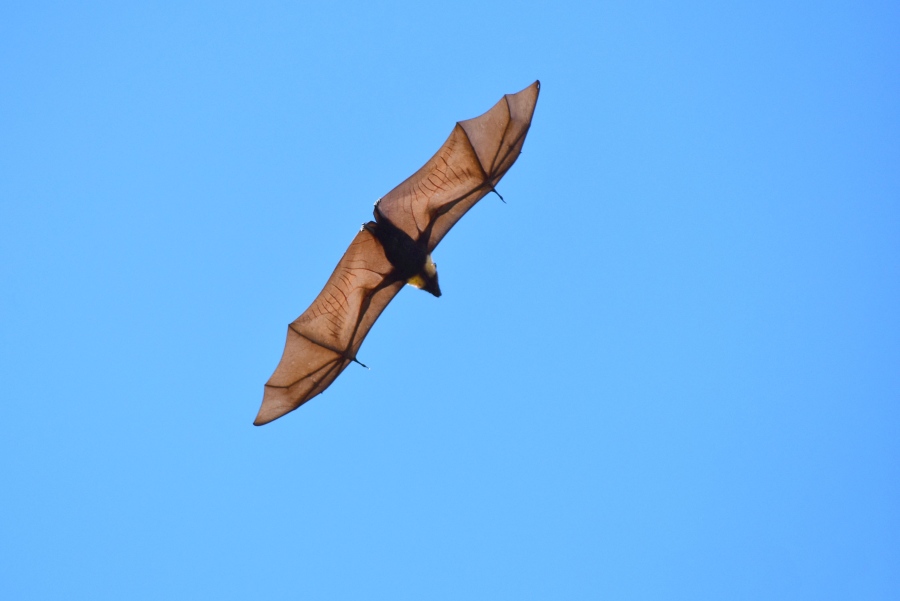 10 Animals & Birds Found in Tonga