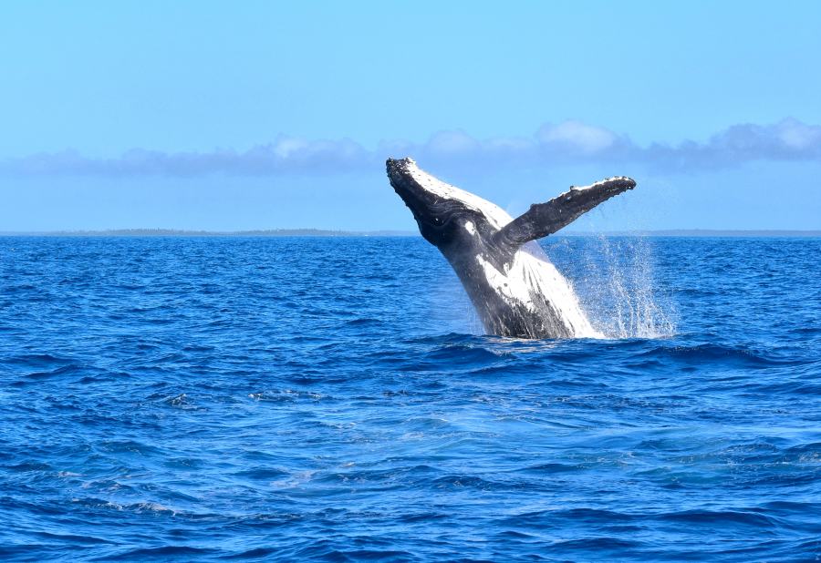 Where to See Whales in Tonga