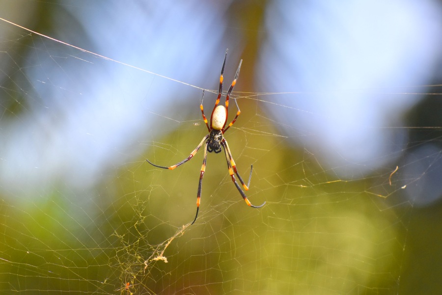 10 Animals & Birds Found in Tonga