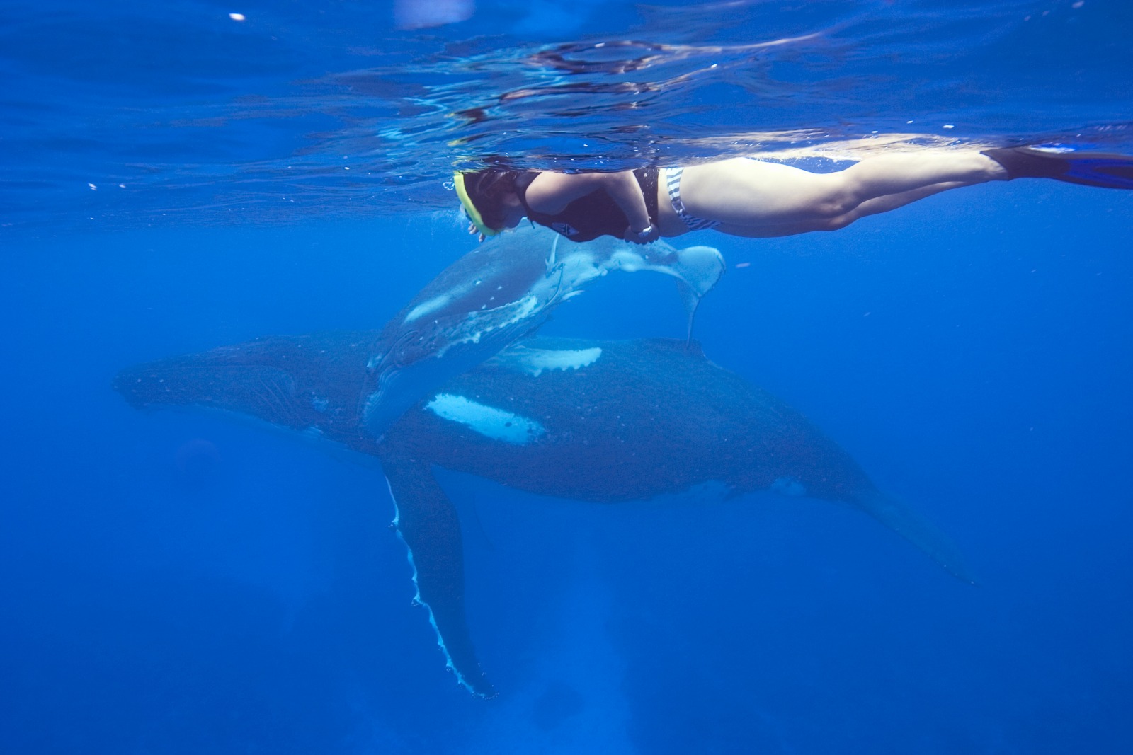 How to Get the Best Whale Swimming Experience in Tonga
