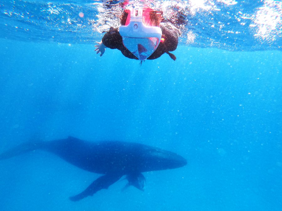 Where to See Whales in Tonga