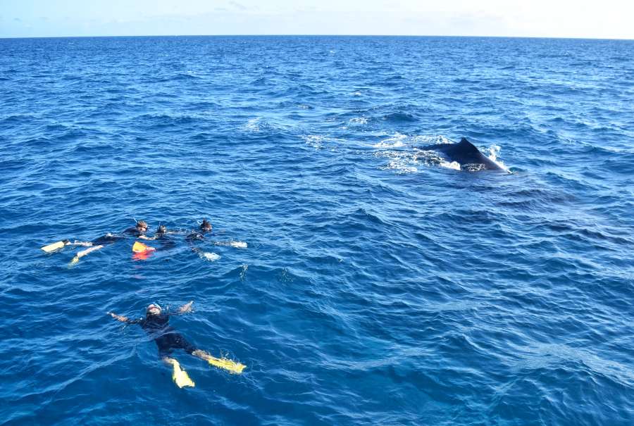 The Best Place to Swim with Whales in Tonga