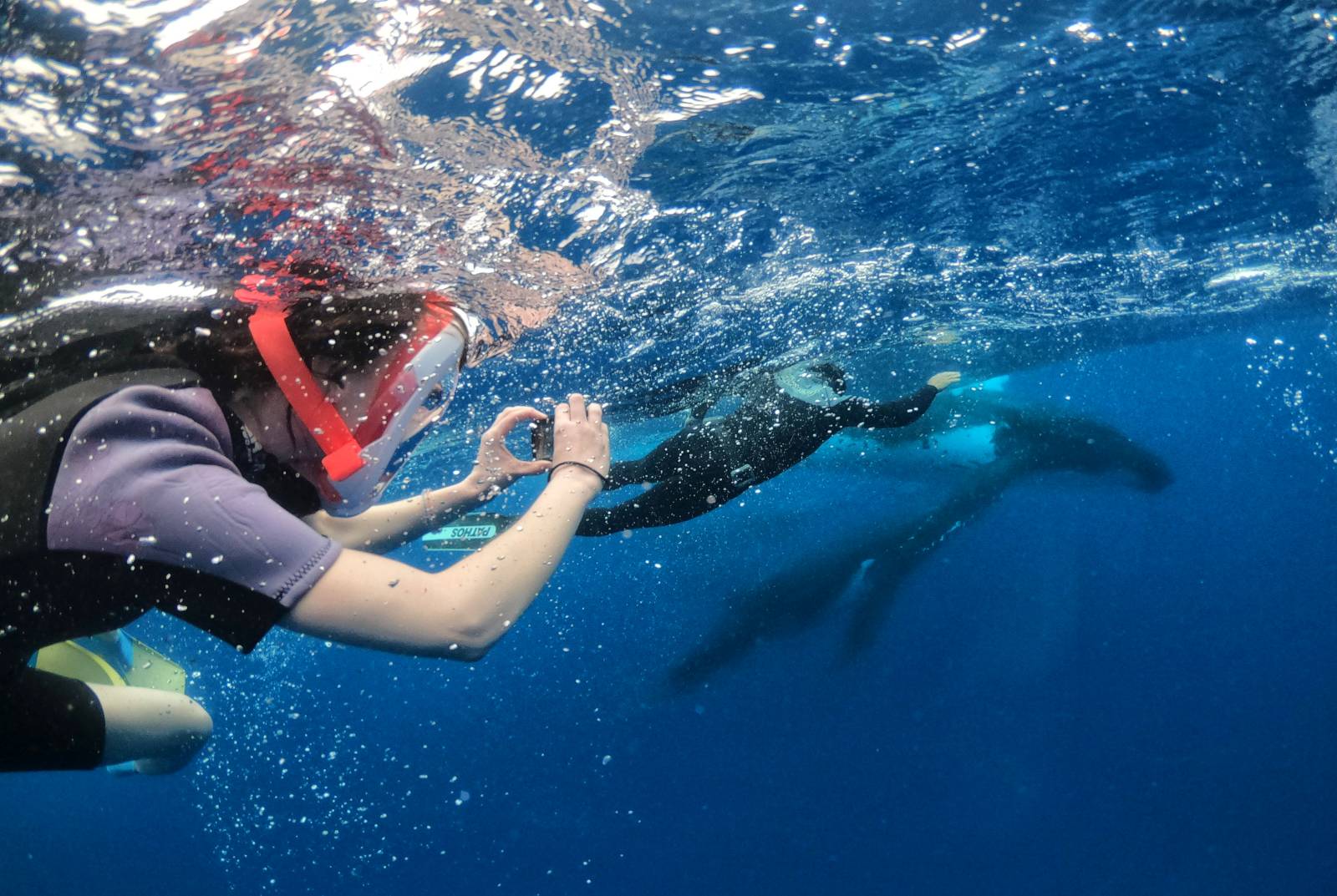 10 Best Whale Swim Tours in Tonga
