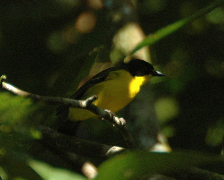 10 Animals & Birds Found in Tonga