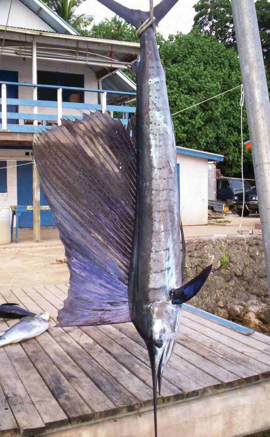 What Types of Fish Can You Fish for in Tonga?
