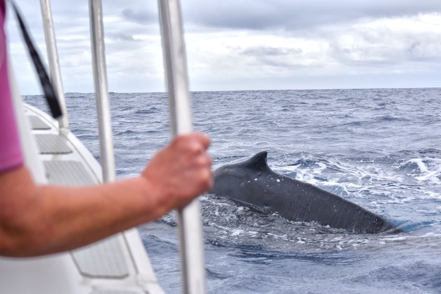 10 Tips for Swimming with Whales in Tonga