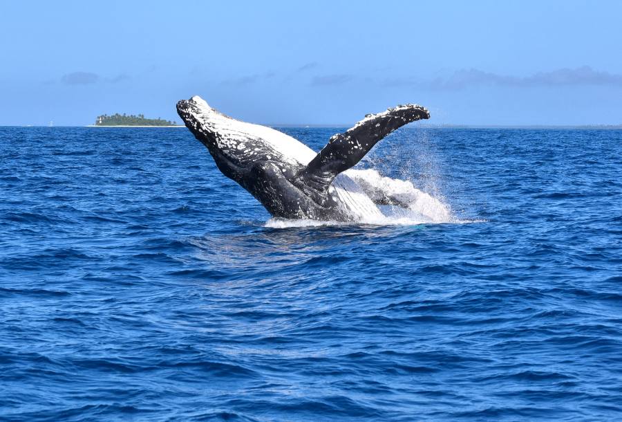 The Guide to Whale Swimming in Tonga