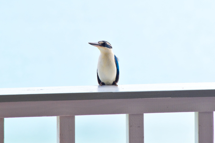 10 Animals & Birds Found in Tonga