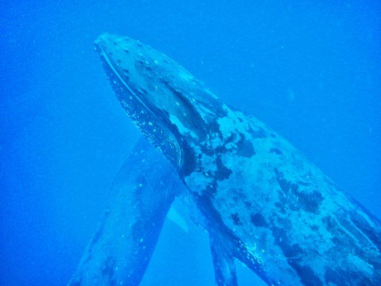 10 Tips for Swimming with Whales in Tonga