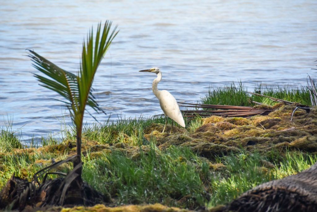5 Best Places for Bird Watching in Tonga