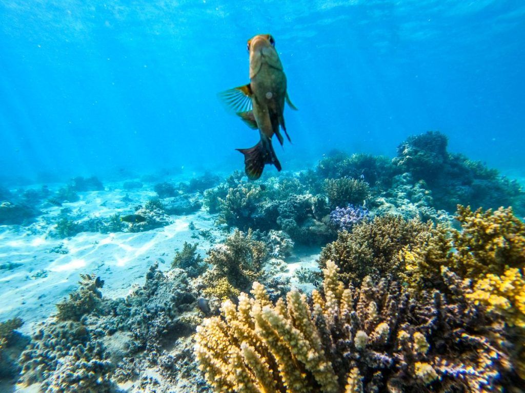 5 Best Places to Snorkel in Ha'apai