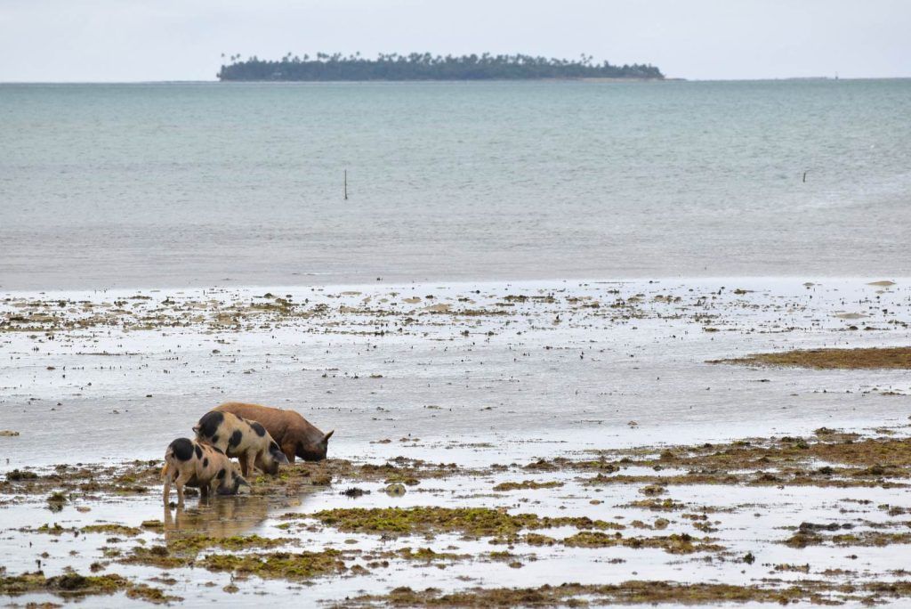 10 Things to Do in Tonga with Kids
