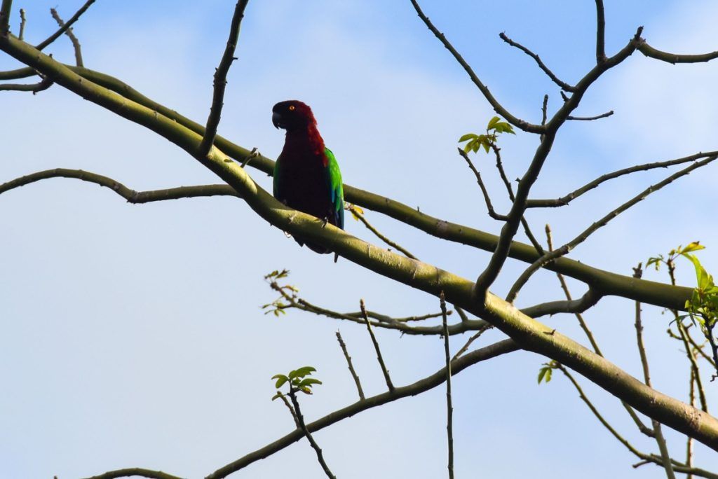 10 Animals &amp; Birds Found in Tonga