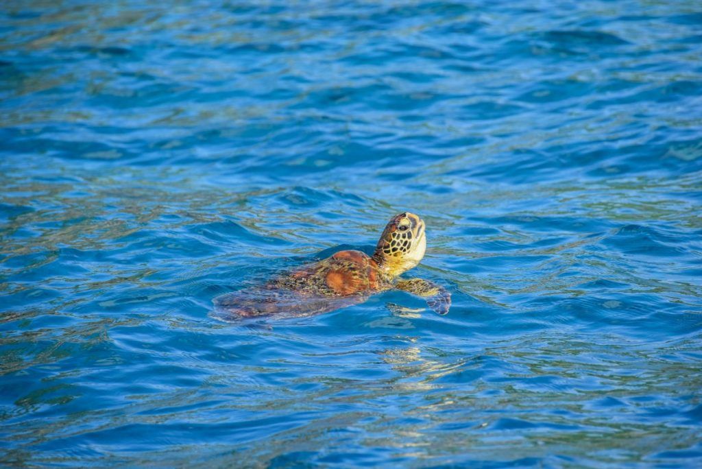 10 Animals &amp; Birds Found in Tonga