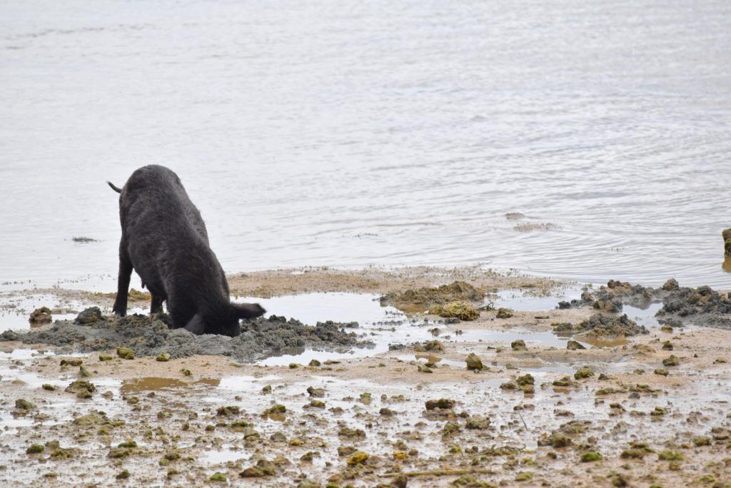 10 Animals &amp; Birds Found in Tonga