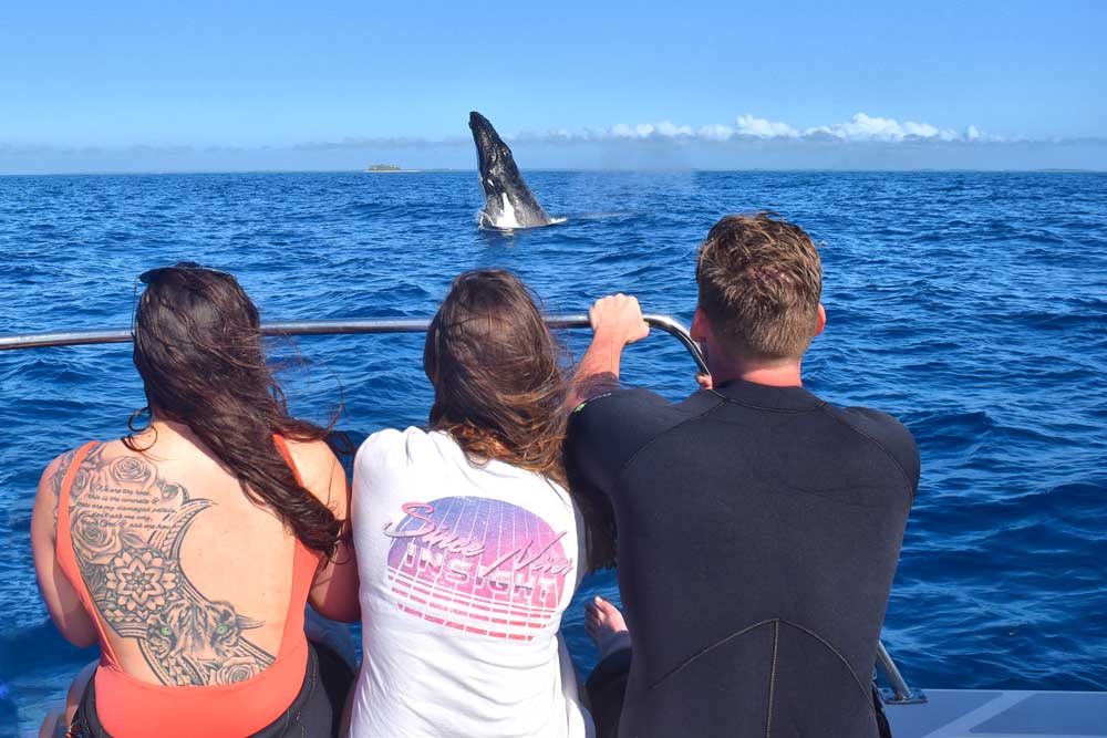Tonga Whales: The Guide to Whale Swimming in Tonga 🐳 [2023]