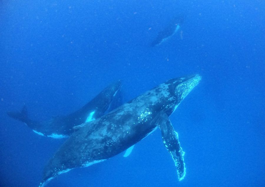The Best Whale Swim Tours in Tongatapu 🐳 [2023]