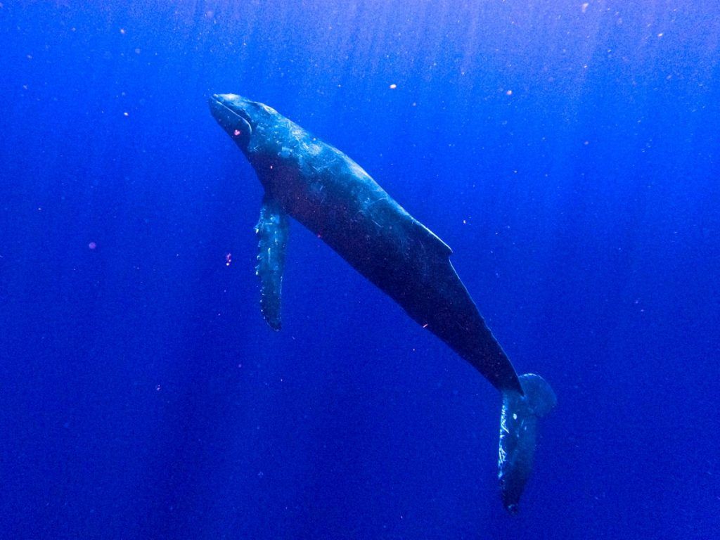 Tonga Whales: The Guide to Whale Swimming in Tonga 🐳 [2023]
