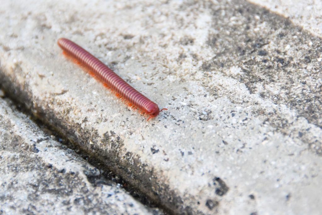 Tonga Safety Tips: Is it Safe to Travel to Tonga?