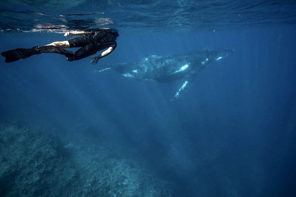 11 Best Whale Swim Tours in Vava'u