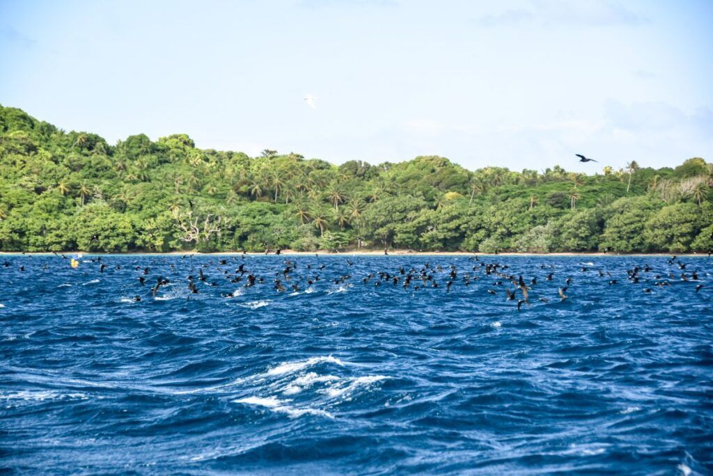 The Best Fishing Charters in Vava'u