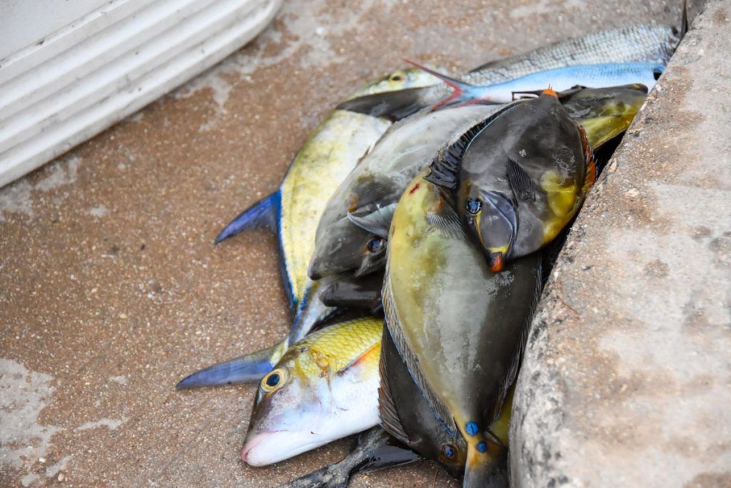 50 BEST Things to Do in Vava'u ???? [2023]